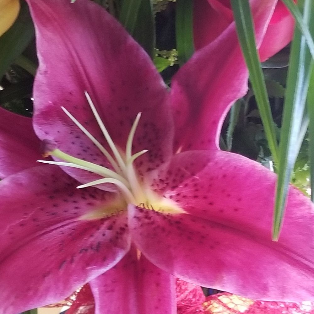 Meet your Posher, Maritza